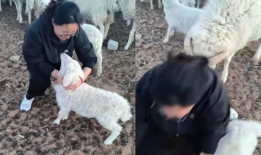 羊圈吃瓜爆料图片搞笑版,笑料横生，爆笑瞬间来袭！