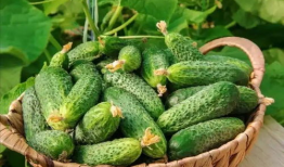 童锦程的吃瓜爆料,娱乐圈幕后真相大揭秘